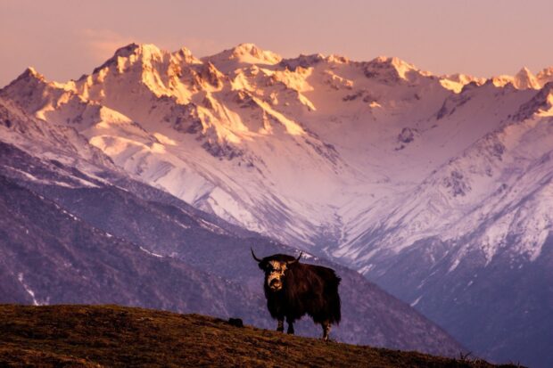 A yak stands on a hill against snow covered Tibetan highlands at sunset, HD Desktop Wallpaper