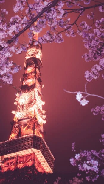 Tokyo Tower is illuminated at night surrounded by blooming cherry blossoms, HD Phone Wallpaper