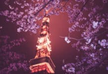 The Tokyo Tower is illuminated at night surrounded by blooming cherry blossoms, 4K Desktop Wallpaper