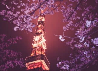 The Tokyo Tower is illuminated at night surrounded by blooming cherry blossoms, 4K Desktop Wallpaper