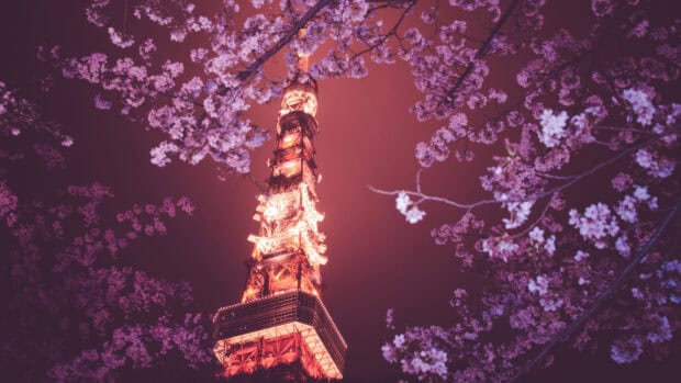 The Tokyo Tower is illuminated at night surrounded by blooming cherry blossoms, 4K Desktop Wallpaper