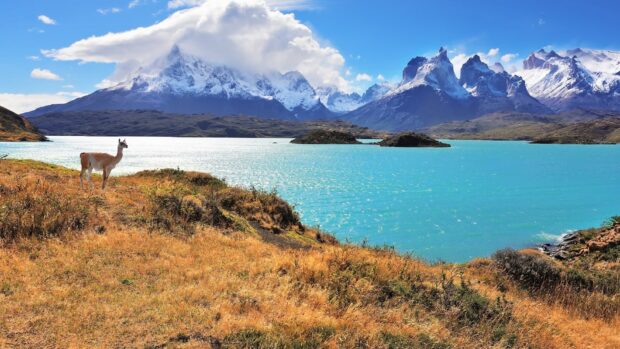 A llama stands near the turquoise lake with snow capped mountains in Torres Del Paine National Park, HD Desktop Wallpaper