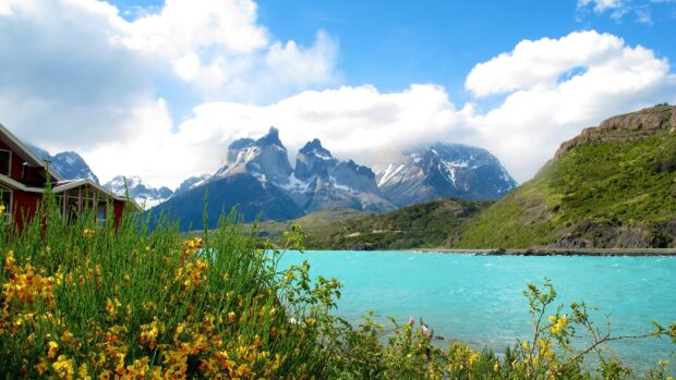 A bright turquoise lake and wildflowers with Torres Del Paine National Park mountains in the background, HD Desktop Wallpaper