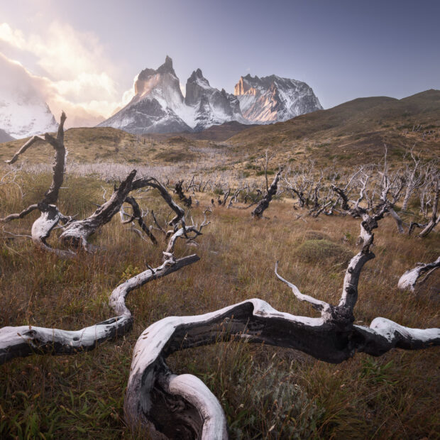 The Torres Del Paine National Park features unique burnt trees in the foreground with majestic mountain peaks behind, HD Desktop Wallpaper