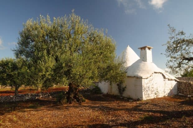A white trullo house stands among olive trees under a clear blue sky in Alberobello, HD Desktop Wallpaper