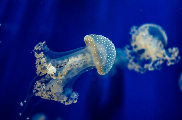 A glowing jellyfish with delicate tentacles floating in deep blue water, HD Desktop Wallpaper