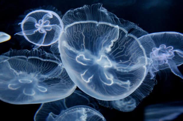 Transparent glowing jellyfish glowing softly under the sea surface, 2K Desktop Wallpaper