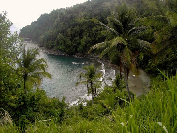 A lush tropical coastline with palm trees and a calm sea in Dominica wallpapers, HD Desktop Wallpaper