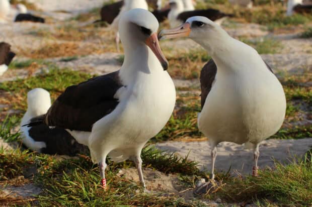 Two albatross birds are standing closely and interacting on the grassy ground near the beach, HD Desktop Wallpaper