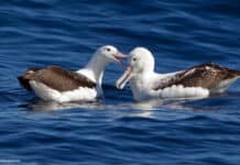 Two albatrosses are gently touching beaks while floating on the ocean surface, HD Desktop Wallpaper