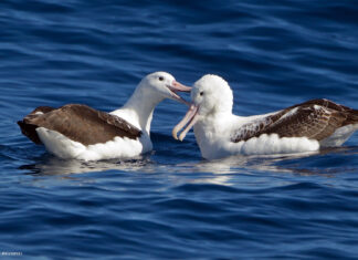 Two albatrosses are gently touching beaks while floating on the ocean surface, HD Desktop Wallpaper