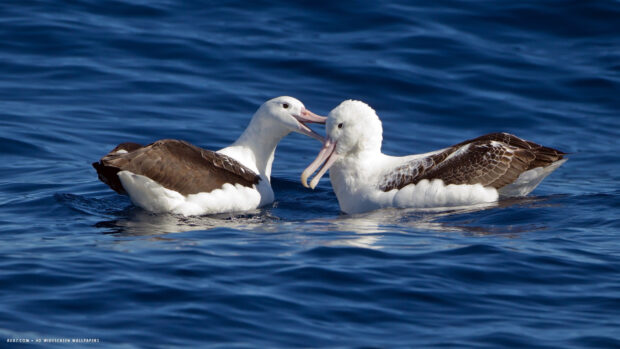Two albatrosses are gently touching beaks while floating on the ocean surface, HD Desktop Wallpaper