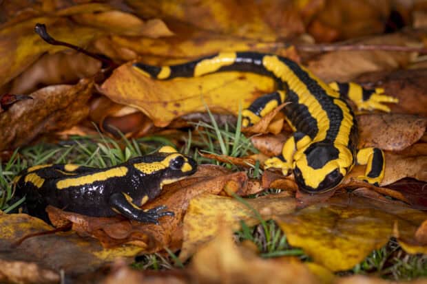 Two salamanders with black and yellow markings lie among dry autumn leaves, HD Desktop Wallpaper