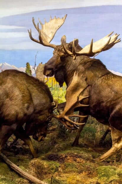 Two moose locking antlers in a forest clearing under clear skies, HD Mobile Wallpaper