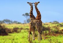 Two giraffes are standing closely together in a green savanna landscape in Uganda, HD Desktop Wallpaper