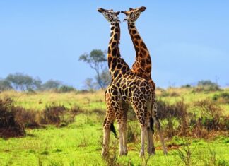 Two giraffes are standing closely together in a green savanna landscape in Uganda, HD Desktop Wallpaper