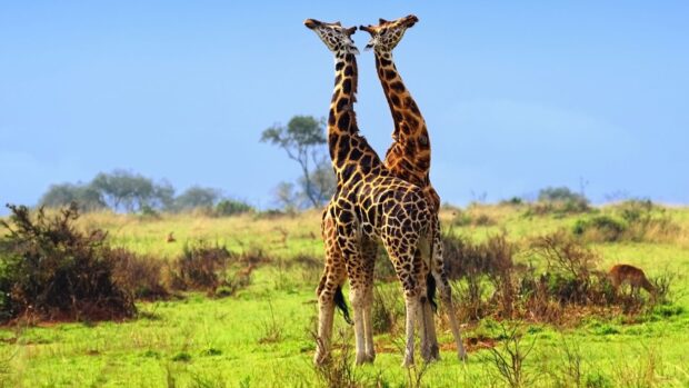 Two giraffes are standing closely together in a green savanna landscape in Uganda, HD Desktop Wallpaper