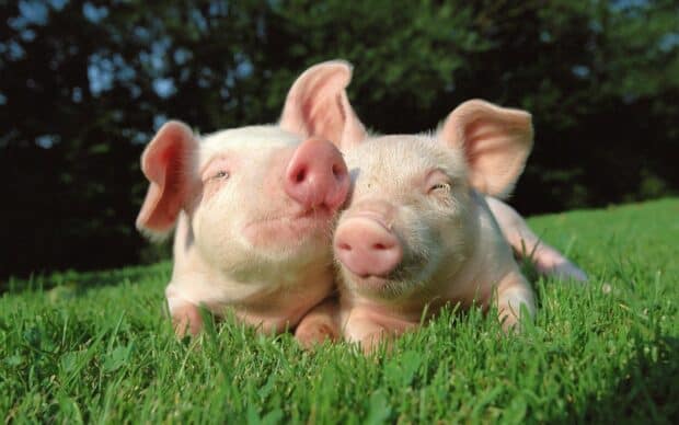 Two content pigs lying close together on green grass on a farm, HD Desktop Wallpaper