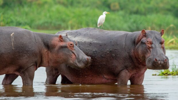 Two hippopotamuses are partially submerged in water while a white bird stands on one hippo's back, 4K Desktop Wallpaper