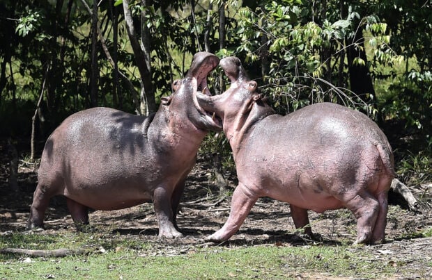 Two hippopotamuses are standing on grass facing each other with their mouths wide open, HD Desktop Wallpaper