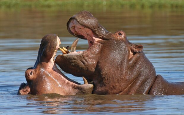 Two hippopotamuses are seen interacting with their mouths wide open in the water, HD Desktop Wallpaper