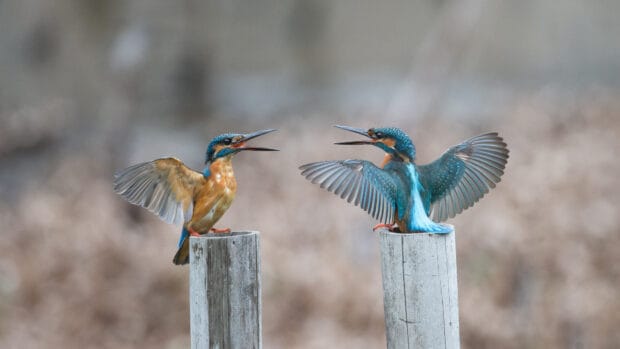 Two kingfisher birds are interacting while perched on wooden posts in their natural habitat, HD Desktop Wallpaper