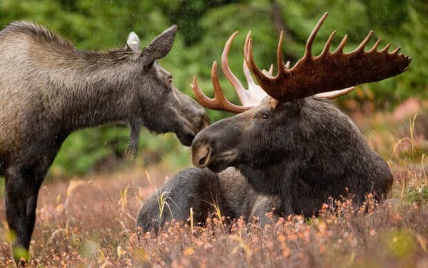 A pair of moose is interacting in a grassy field with autumn colors and green trees in the background, 2K Desktop Wallpaper