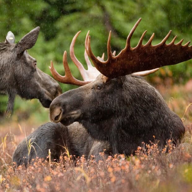 Two moose resting in a rainy forest with lush greenery and orange shrubs, HD Mobile Wallpaper