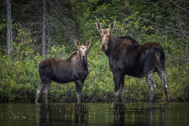 Two moose are standing in shallow water near dense green trees in the forest, HD Desktop Wallpaper