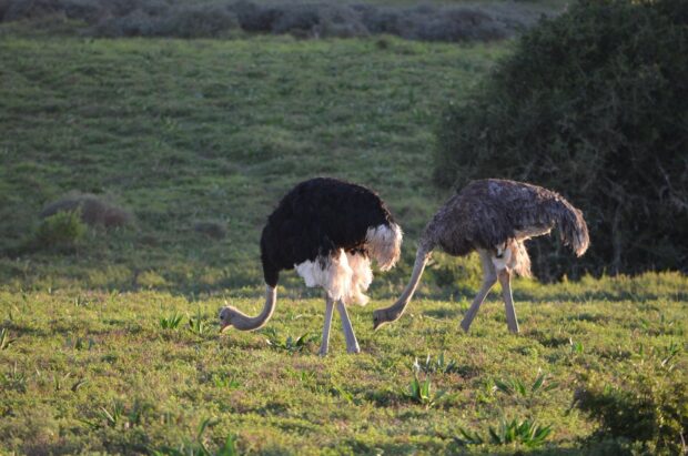 Ostrich Wallpapers, HD Desktop Wallpaper