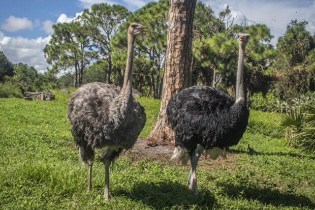 Two ostriches are standing near a tree in a green field under a blue sky, HD Desktop Wallpaper