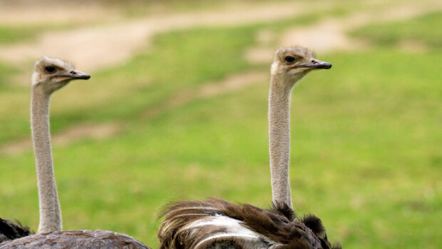 Two ostriches stand calmly on green grass in a natural environment, HD Desktop Wallpaper