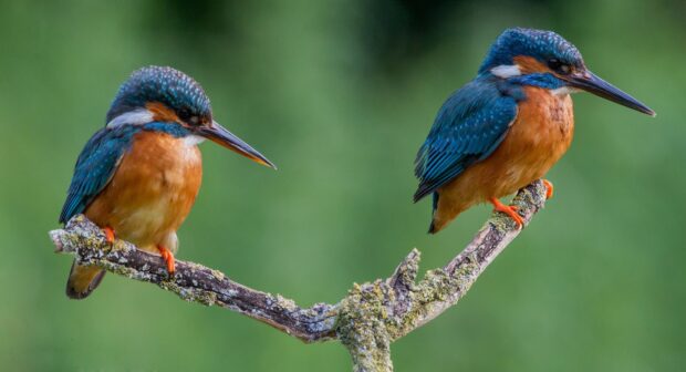 Two colorful kingfisher birds sit closely together on a branch in nature, HD Desktop Wallpaper