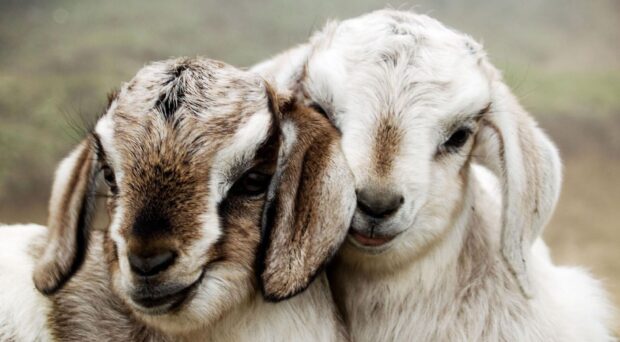 Two farm animals cuddle closely showing affection in a natural setting, HD Desktop Wallpaper