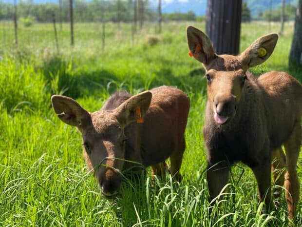 Two young moose stand in the green field with bright sunlight, 2K Desktop Wallpaper