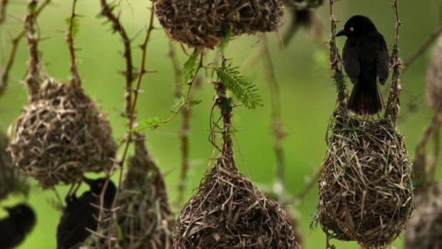 A black bird perches on handwoven nests in a green natural setting at Uganda, HD Desktop Wallpaper