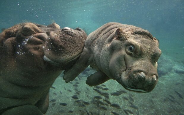 A hippopotamus and its calf swimming underwater in clear water, HD Desktop Wallpaper