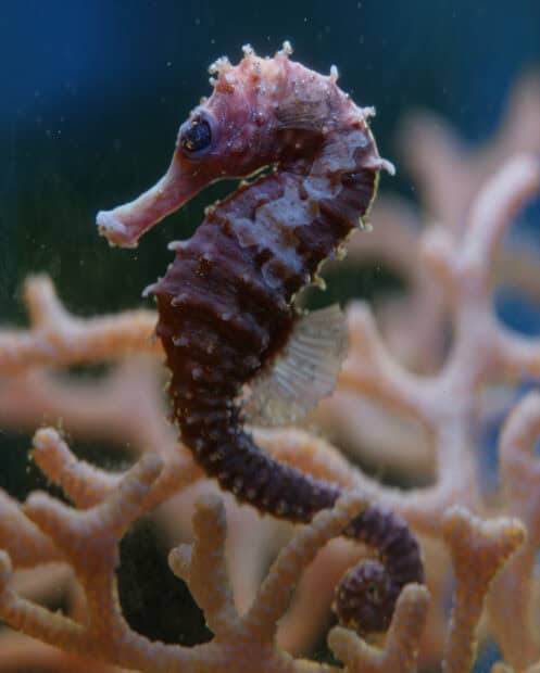 A close up of a purple seahorse resting among coral branches underwater, HD Phone Wallpaper