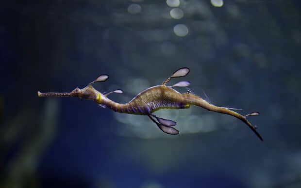 A unique seahorse is swimming gracefully in deep blue water with blurred background, HD Desktop Wallpaper