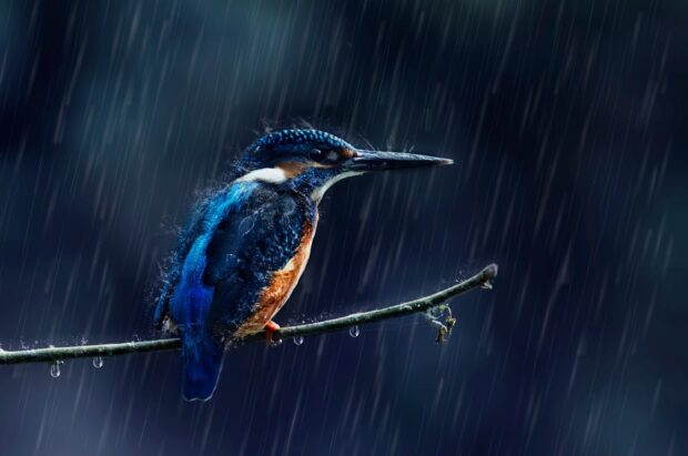 A bright kingfisher bird perches on a wet branch during heavy rain, HD Desktop Wallpaper