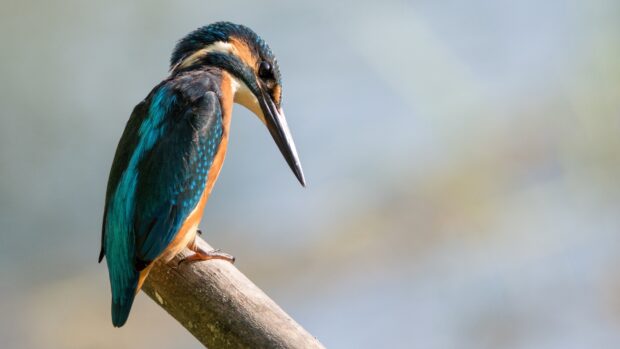 A vibrant kingfisher bird is perched on a branch against a soft blurred background, 4K Desktop Wallpaper