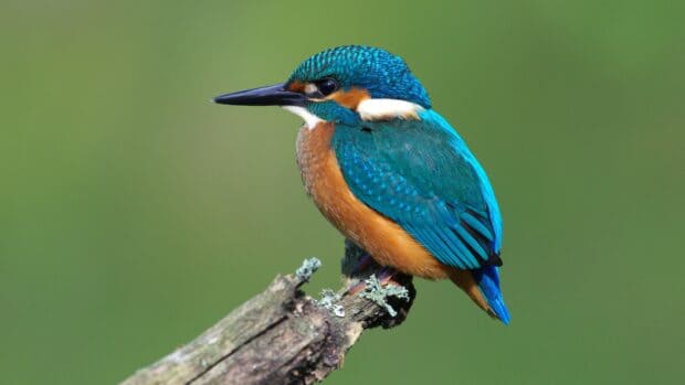 A vibrant kingfisher bird is perched on a branch against a blurred green background, 4K Desktop Wallpaper