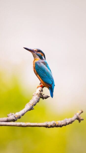 A vibrant kingfisher bird perches gracefully on a branch with a blurred natural background, 2K Mobile Wallpaper