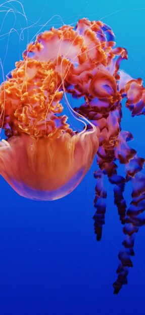 A vibrant glowing jellyfish gracefully floats in the deep blue ocean, 2K Mobile Wallpaper