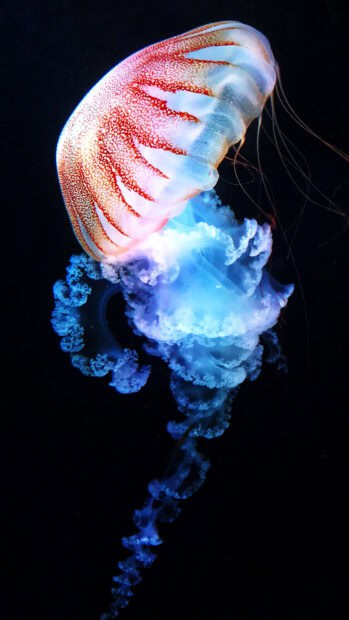 A glowing jellyfish with bright colors floats gracefully in dark water, 4K Phone Wallpaper