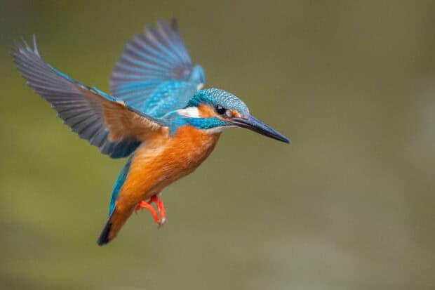 A vibrant kingfisher bird is captured in mid flight showing detailed feathers and vivid colors, HD Desktop Wallpaper