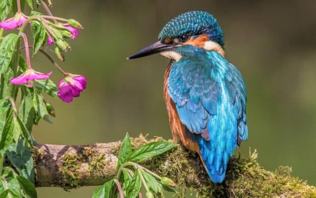 A vibrant kingfisher bird with bright blue and orange feathers is perched on a mossy branch near pink flowers, HD Desktop Wallpaper