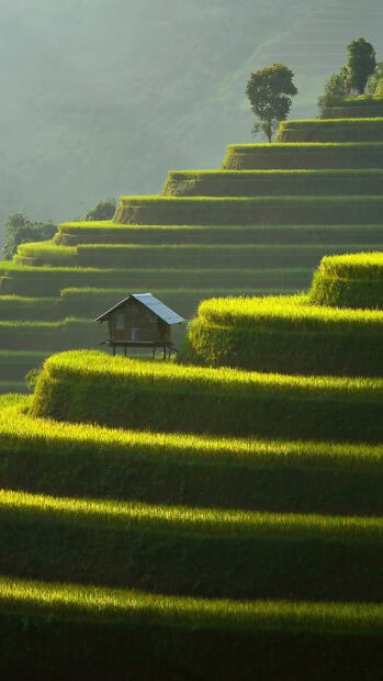 Vietnam contains beautiful terraced fields and a wooden hut under sunlight, Vietnam Wallpapers, HD Mobile Wallpaper