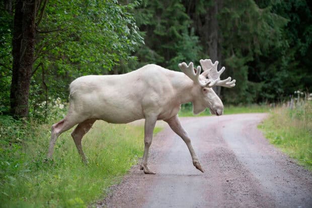 A white moose is walking across a dirt path surrounded by trees and greenery, HD Desktop Wallpaper