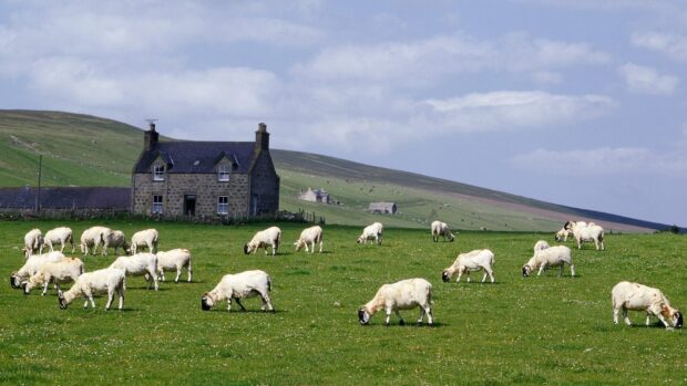 Farm Animals Wallpapers, HD Desktop Wallpaper
